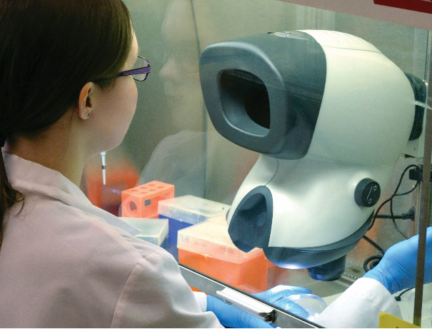  Woman with glasses using Mantis stereo microscope inside laminar flow cabinet