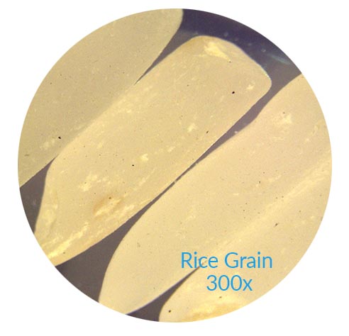 Rice grain seen at 300x magnification using a stereo microscope