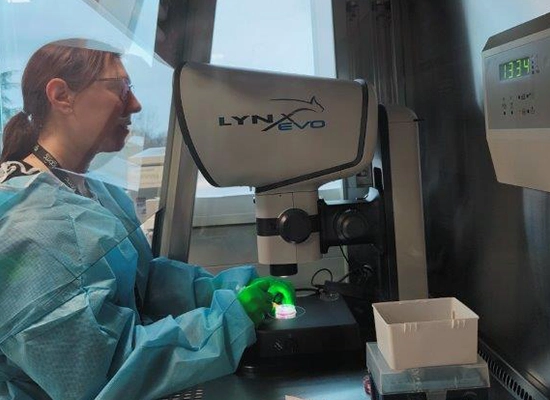 Female scientist inspecting stem cells using Lynx EVO microscope within a laminar flow cabinet