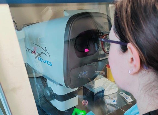 over the shoulder view of female scientist with glasses using Lynx EVO microscope to inspect stem cells within a laminar flow cabinet