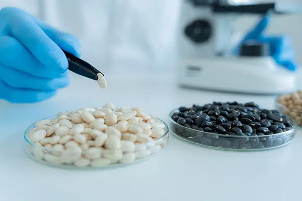 Two sets of seeds in petri dishes in a lab